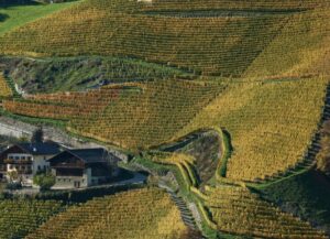 Cantina valle Isarco vingård