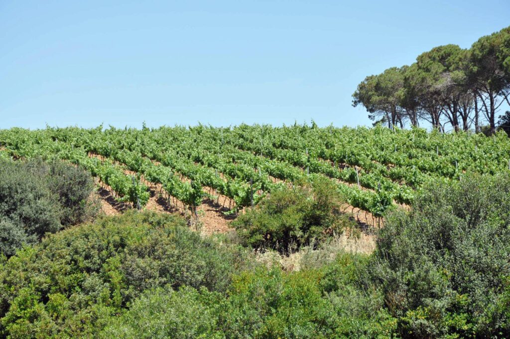 Cantina Lecis vingård