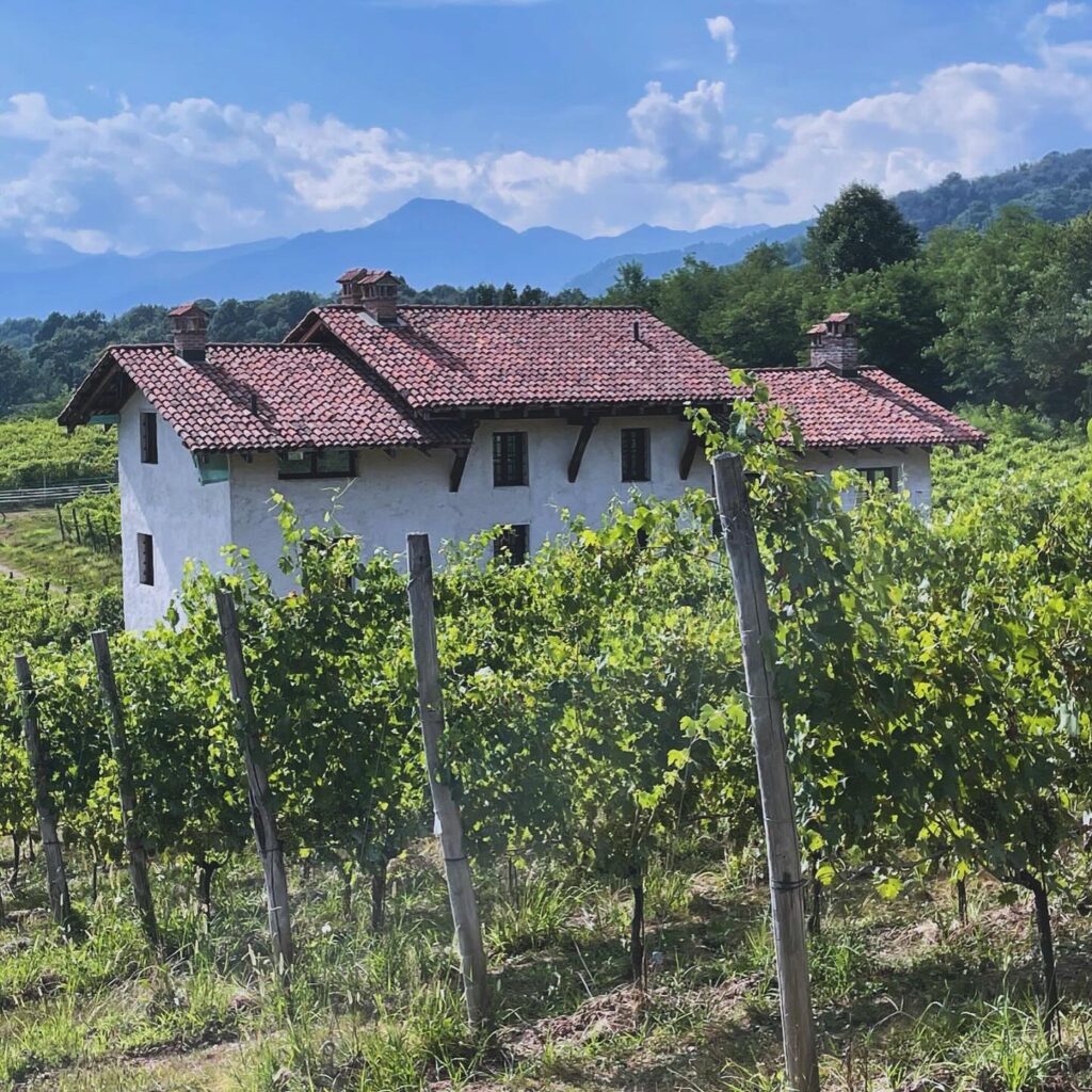 Gamla vineriet